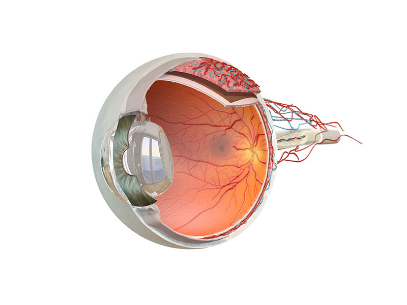 Auge